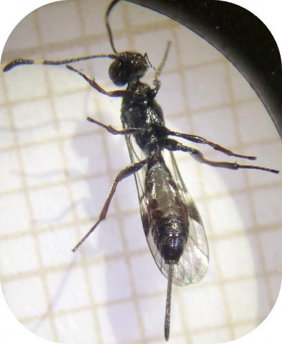 Réf. 253 527 : Xorides csikii